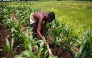 Problems of Agricultural Development in Nigeria and Possible Solutions 