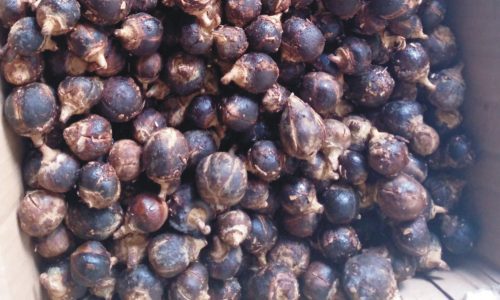 Health Benefits of Goron Tula (African Chewing Gum)